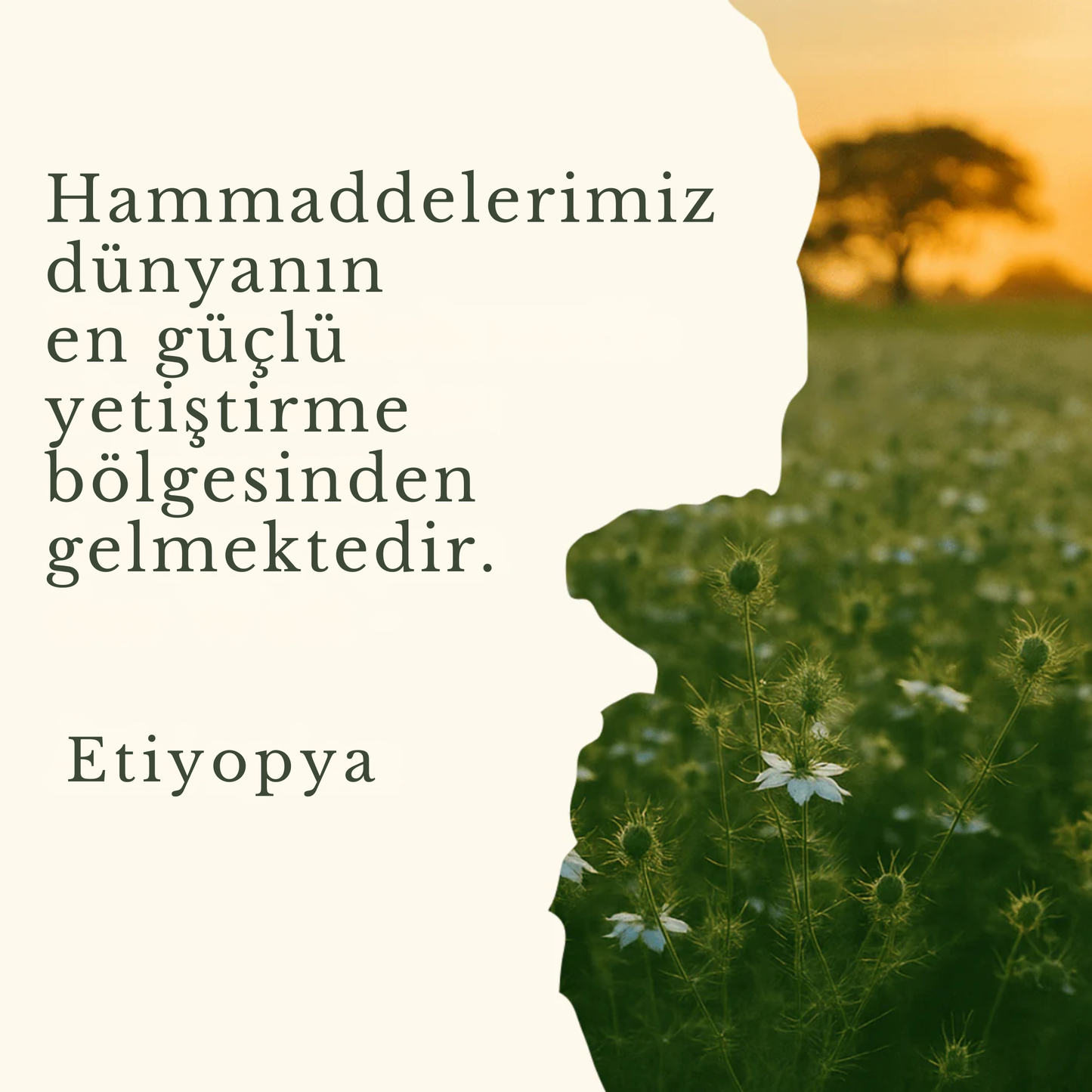 Etiyopya Çörekotu yağı kapsülleri - TQ içeriği +3000